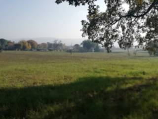 Terreno agricolo all'asta a cingoli sp114