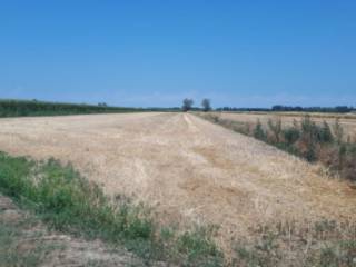 Terreno agricolo all'asta a suardi sp4