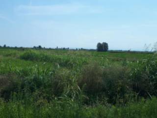 Terreno agricolo all'asta a gambarana sp156