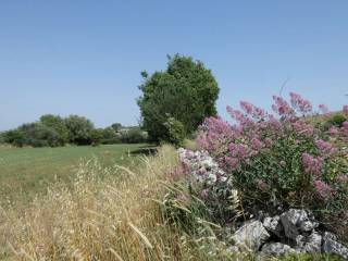 Terreno agricolo in vendita a noto strada provinciale 80, 1