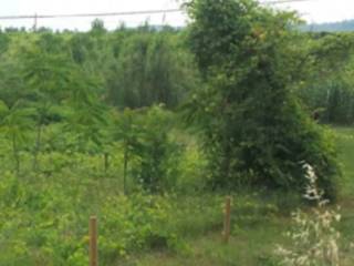 Terreno agricolo all'asta a miglianico contrada cerreto