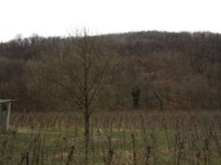 Terreno agricolo all'asta a san pietro al natisone loc. san pietro al natisone