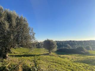 Terreno agricolo in vendita a vibo valentia via feudotto