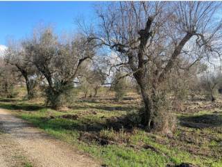 Terreno agricolo all'asta a brindisi corso roma