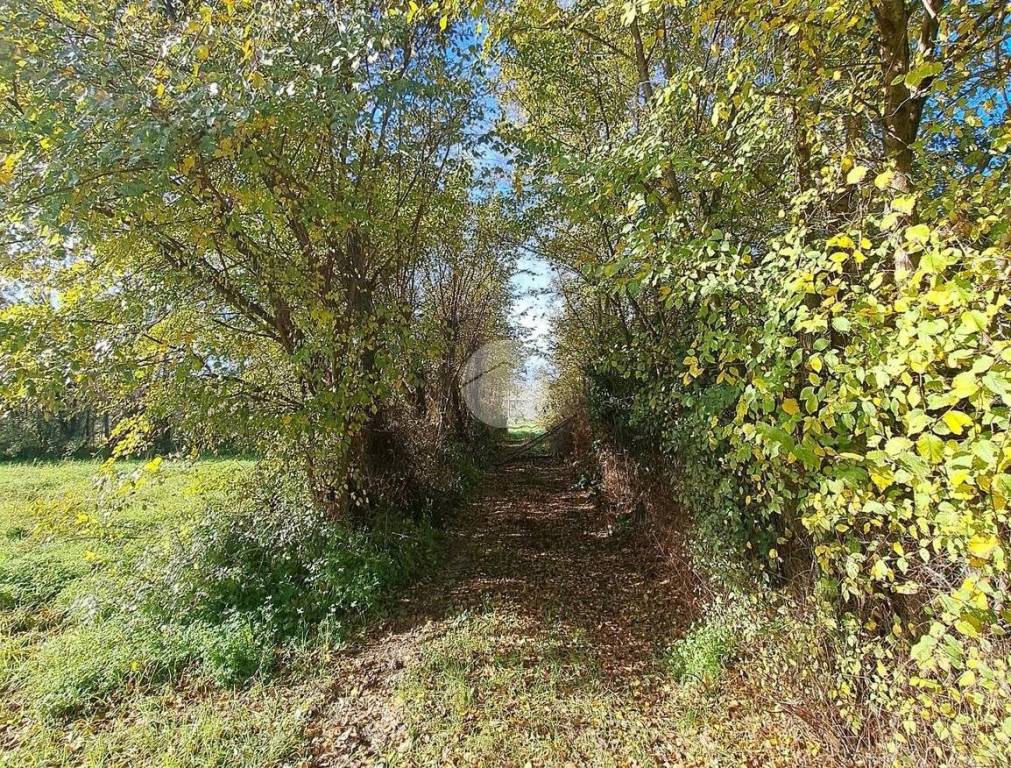 immagine annuncio 11 di 14