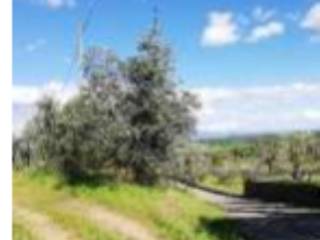 Terreno agricolo all'asta a civitella in val di chiana via della costa al vado