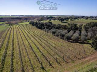 Terreno agricolo in vendita a capalbio strada casal del brizzi