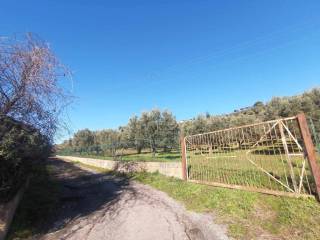 Terreno agricolo in vendita a catanzaro contrada santa domenica