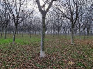 Terreno agricolo in vendita a rosà 