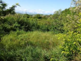 Terreno agricolo all'asta a pineto frazione scerne di pineto