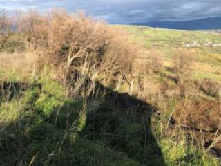 Terreno agricolo all'asta a san benedetto ullano località cozzo ulivo