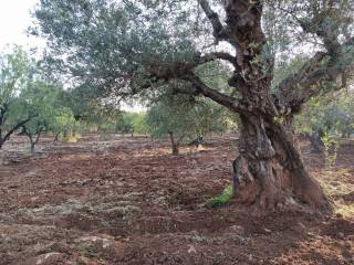 Terreno agricolo in vendita a ostuni natalicchio s.n.c.