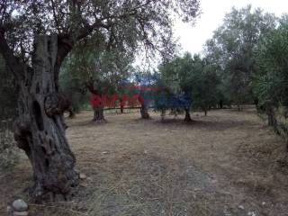 Terreno agricolo in vendita a calopezzati c.da vasio