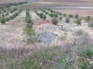 Terreno agricolo in vendita a licodia eubea c/da marineo ss 124, sn