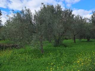 Terreno agricolo in vendita a castiglione di sicilia sp64