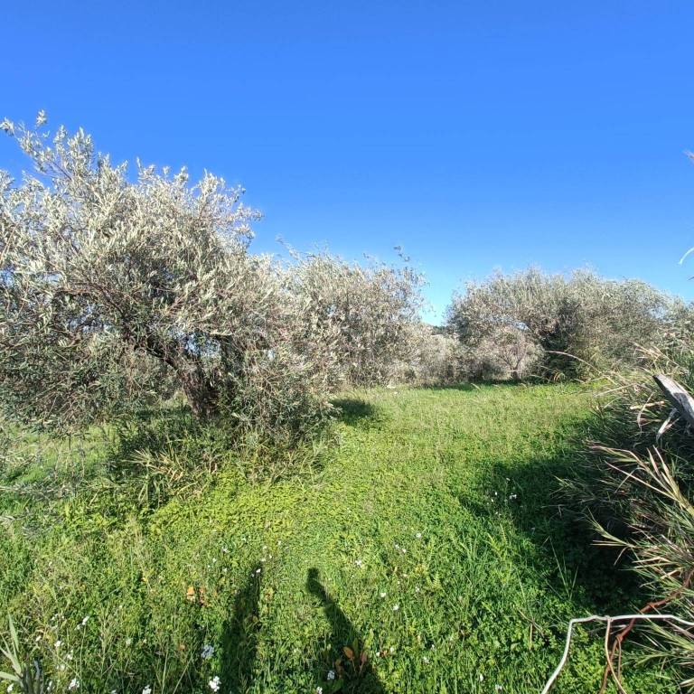 immagine annuncio 2 di 4