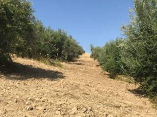 Terreno agricolo all'asta a frascineto via roma