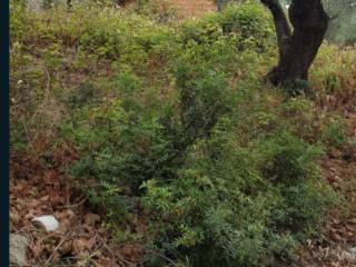 Terreno agricolo all'asta a fondi via sagliutola