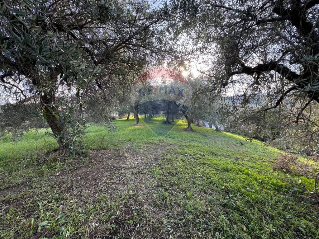 immagine annuncio 10 di 12