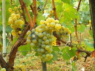 Terreno agricolo in vendita a caldaro sulla strada del vino 