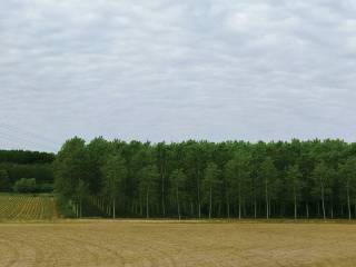 Terreno agricolo all'asta a confienza sp56