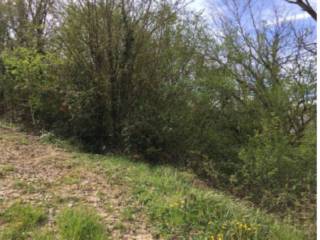 Terreno agricolo all'asta a chianche via campo del pero