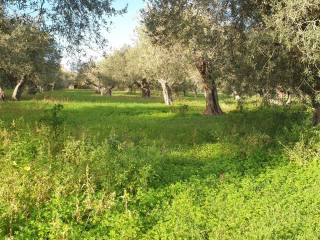 Terreno agricolo in vendita a messina campi calamona