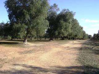 Terreno agricolo in vendita a san vito dei normanni contrada spatelle s.n.c.