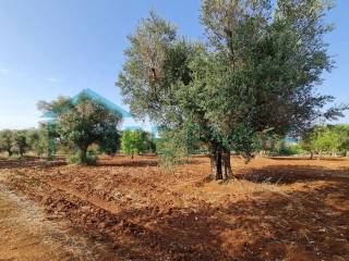 Terreno agricolo in vendita a san vito dei normanni contrada iacucci