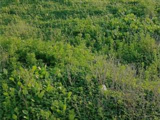 Terreno agricolo in vendita a mazara del vallo 