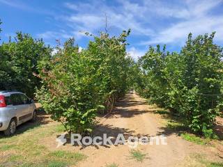 Terreno agricolo in vendita a vignanello strada mecocci snc