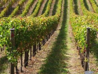 Terreno agricolo in vendita a pavia di udine 