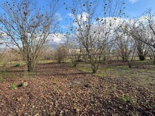 Terreno agricolo in vendita a striano 