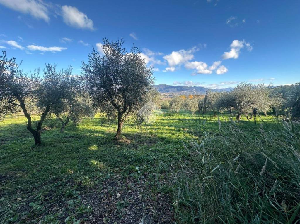 immagine annuncio 2 di 14