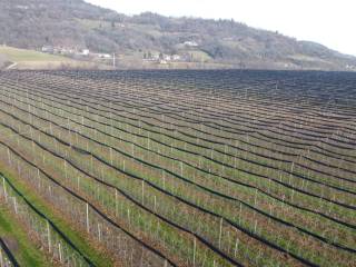 Terreno agricolo in vendita a busca sp24