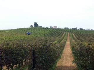 Azienda agricola in vendita a zenevredo 