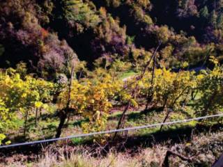 Terreno agricolo all'asta a farra di soligo borgo grotta