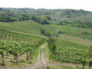 Azienda agricola in vendita a montecalvo versiggia 