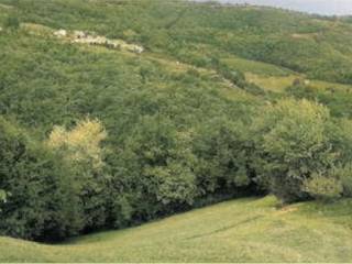 Terreno agricolo all'asta a tregnago via verdella