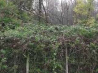 Terreno agricolo all'asta a fiume veneto via elia liut