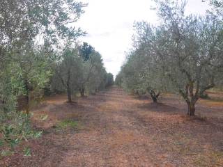 Terreno agricolo in vendita a suvereto località il poggetto