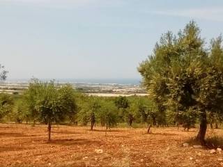 Terreno agricolo in vendita a conversano strada provinciale conversano-cozze