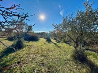 Terreno agricolo in vendita ad altamura strada provinciale altamura-cassano delle murge