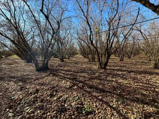 Terreno agricolo in vendita a vignanello strada provinciale san luca i tratto