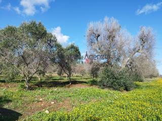 Terreno residenziale in vendita a carovigno 