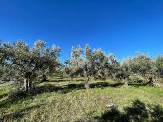 Terreno residenziale in vendita a san pietro in guarano via padula, 4