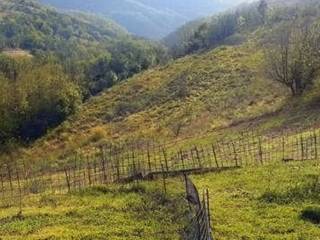 Terreno agricolo all'asta a tregnago via verdella