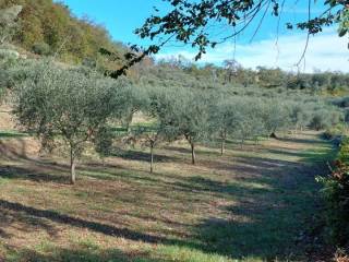 Terreno agricolo in vendita a galzignano terme 7 guadi, via sant’eusebio