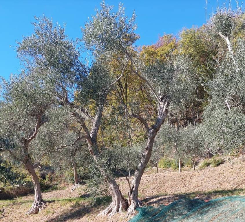 immagine annuncio 1 di 3