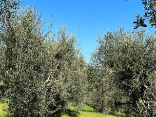 Terreno agricolo in vendita a manciano località piagge